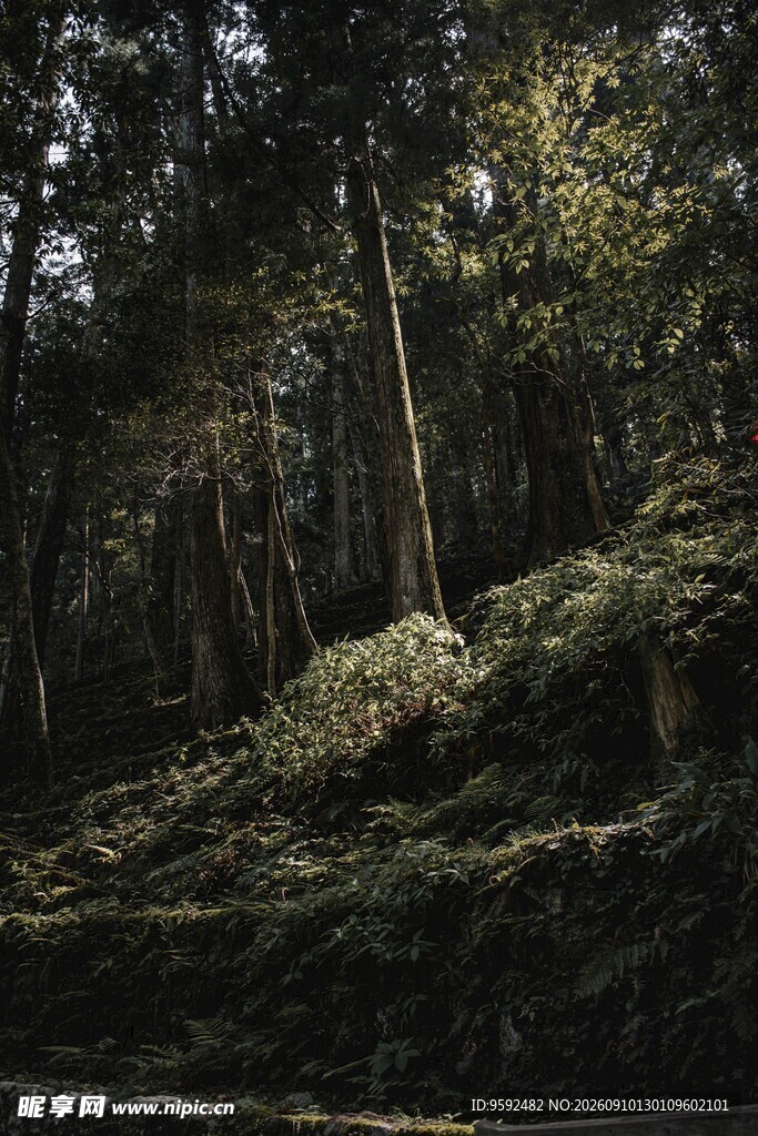 静谧森林中的自然景致