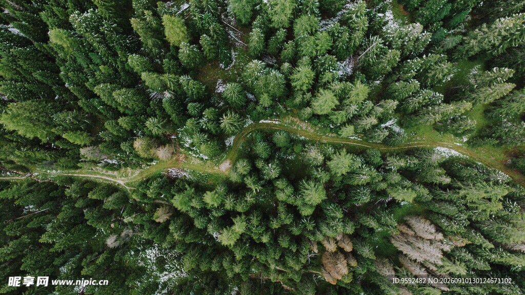 俯瞰茂密绿植景观