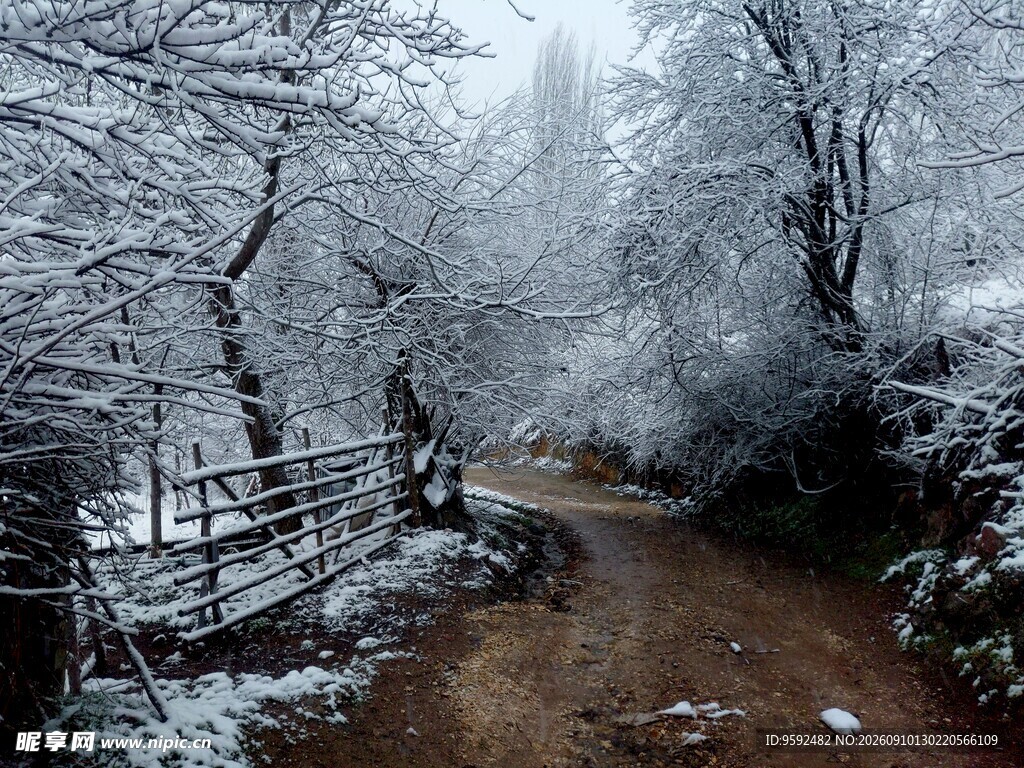 雪覆林间小道美景