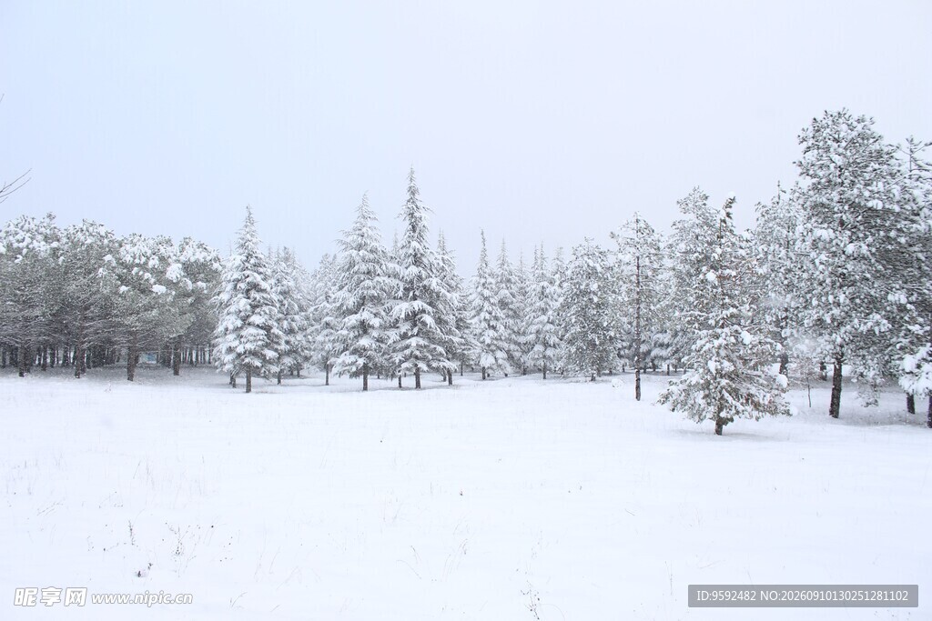 冬日雪景中的静谧树林