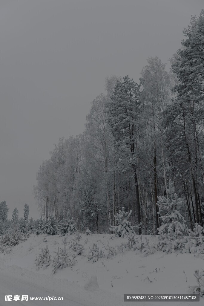 冬日雪景中的静谧松林