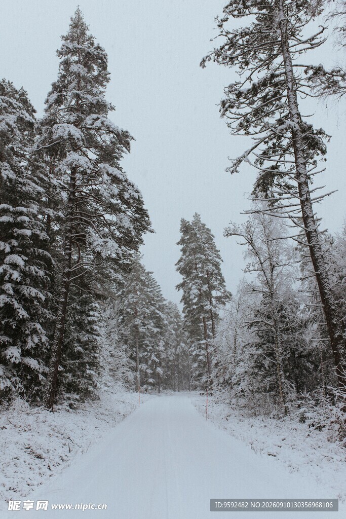冬日雪景中的林间雪路