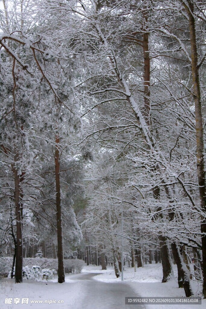 冬日雪覆林间小路