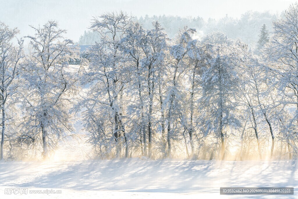 冬日雪林美景