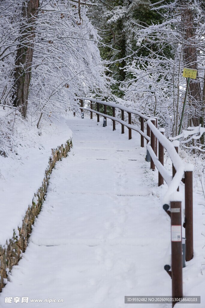雪覆林间步道静谧美景