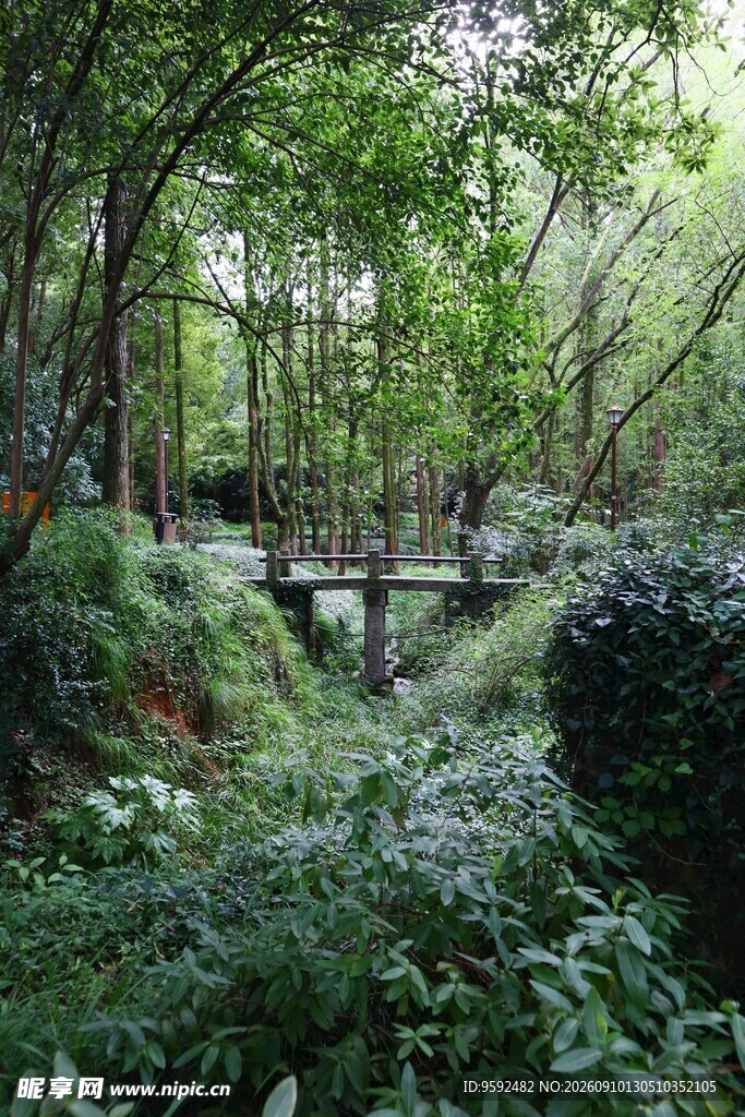 林间幽静小道