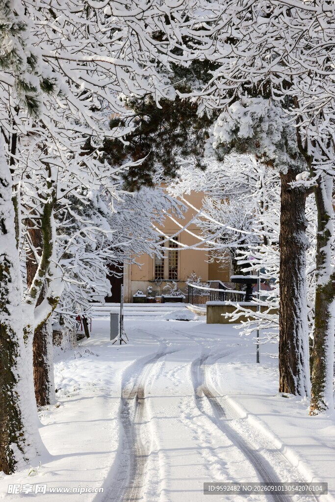 雪覆林间路静谧冬日景