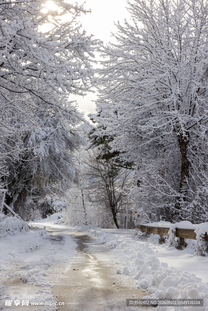 雪覆林间小道冬日美景