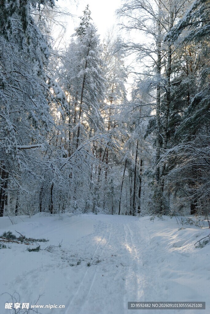冬日雪林美景