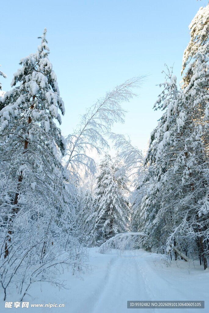 冬日雪覆森林的静谧美景