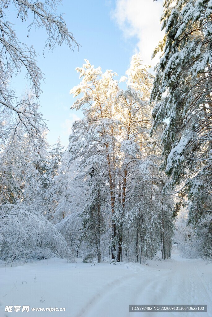 冬日雪林美景