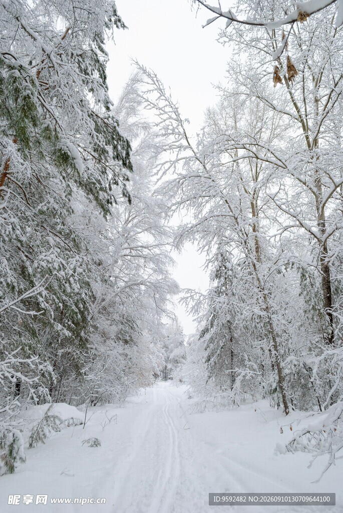 冬日雪覆森林静谧美景
