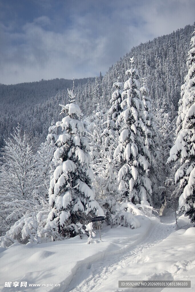 冬日雪景中的挺拔雪杉