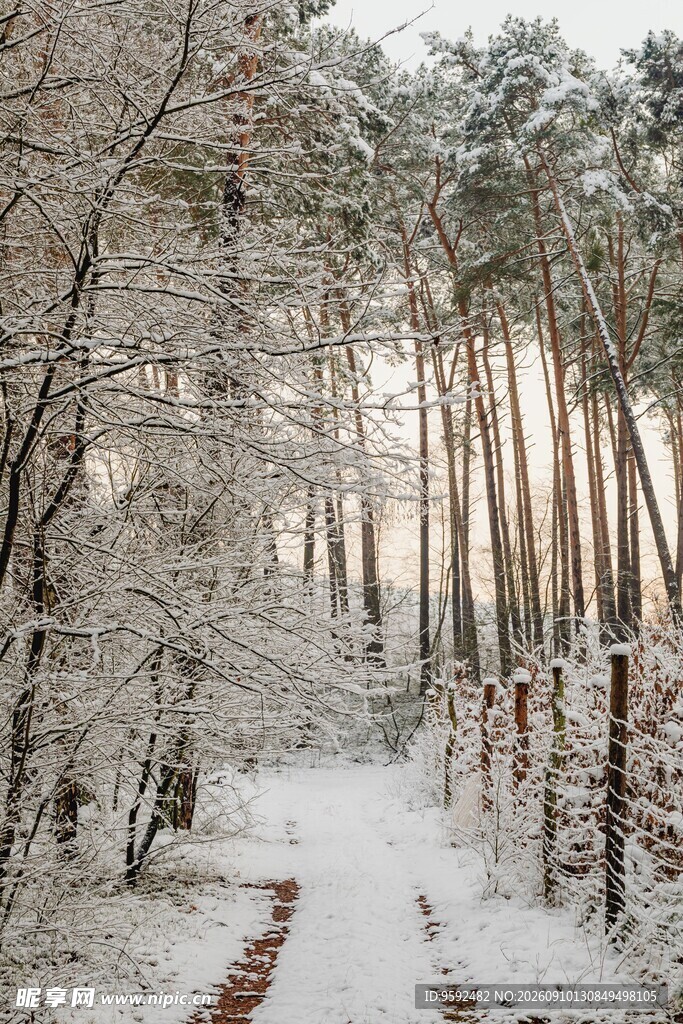 雪覆林间小径