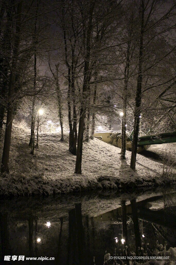 冬夜雪景中的静谧树林