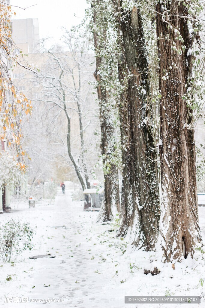 雪覆林间景静谧冬日情