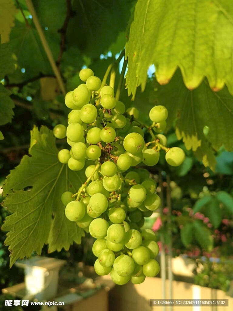 葡萄