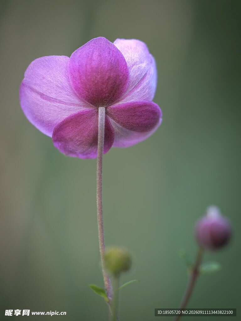 紫色娇美花朵特写