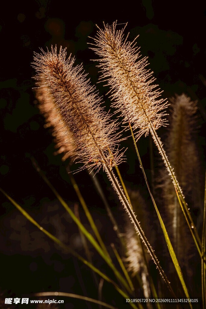 夜间的狗尾草