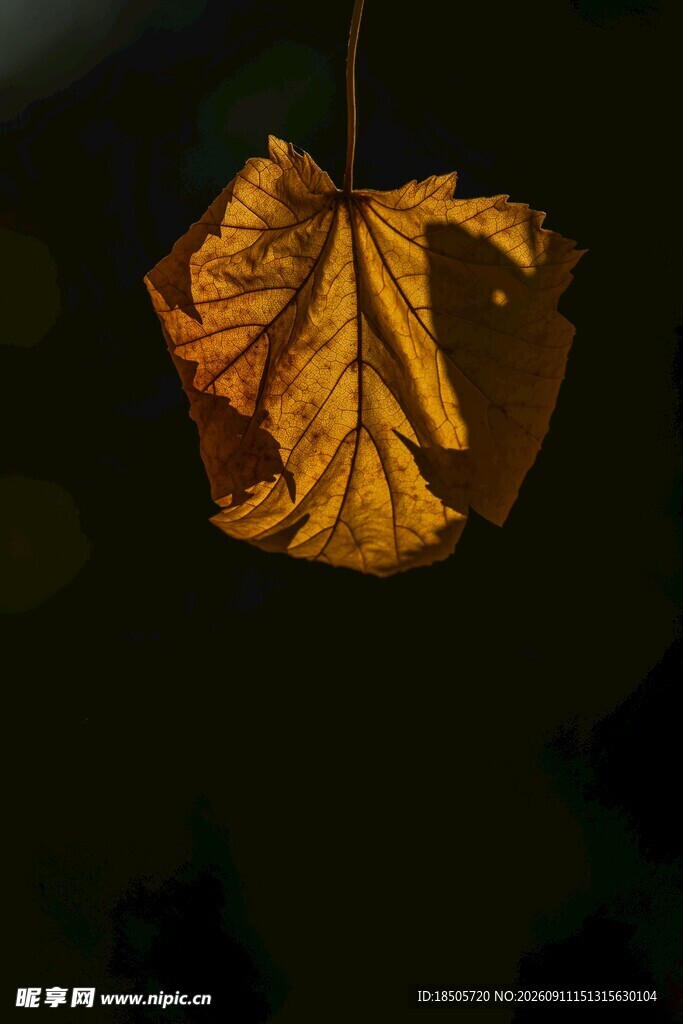 枯黄秋叶独自垂挂