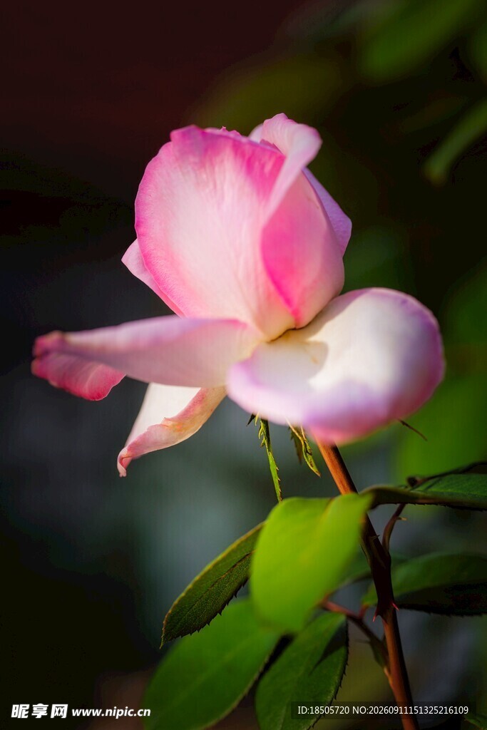 娇艳粉色月季花特写
