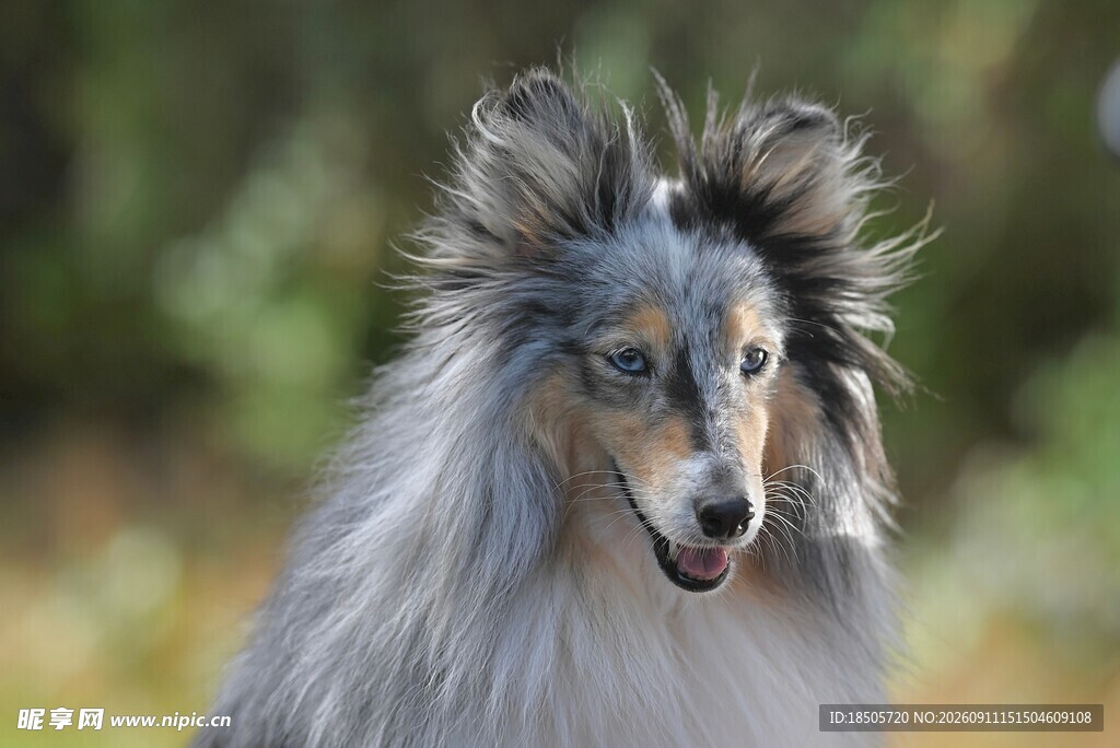 长毛牧羊犬特写