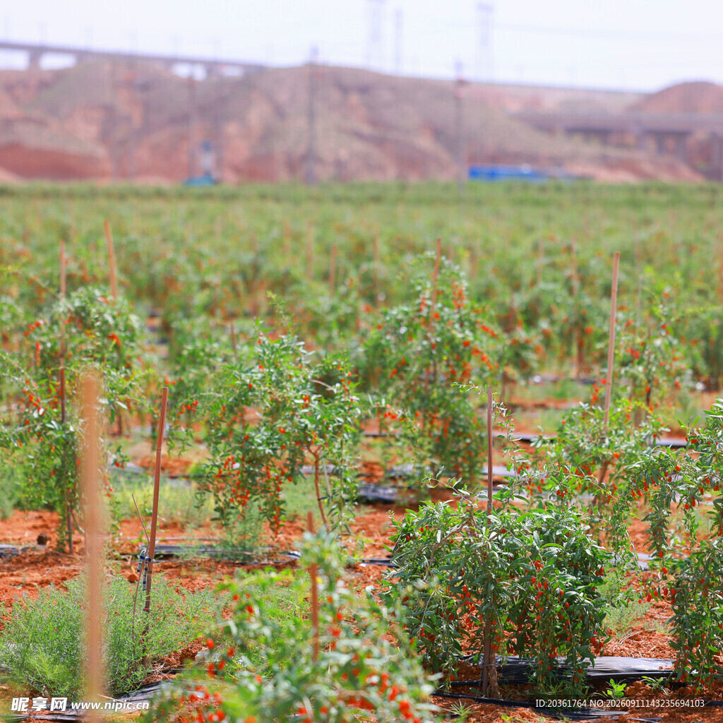 新建果园种植现场