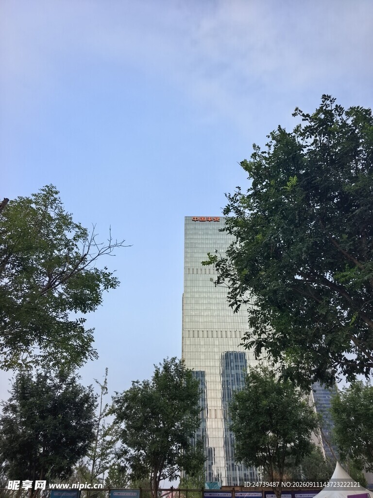 城市中的绿树与白色建筑