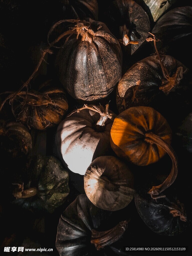 多彩南瓜静物组合