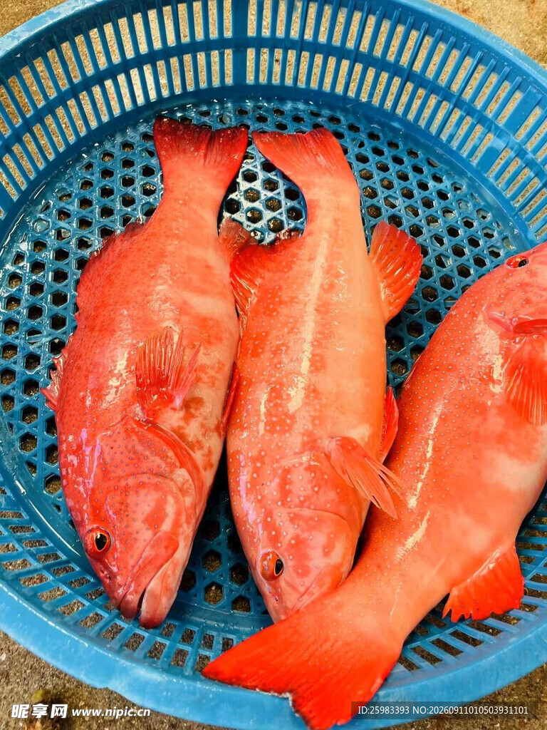 东星斑