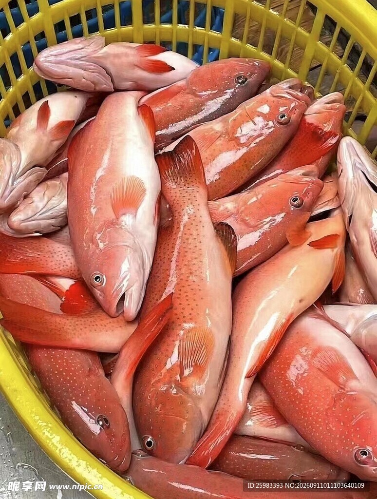 东星斑
