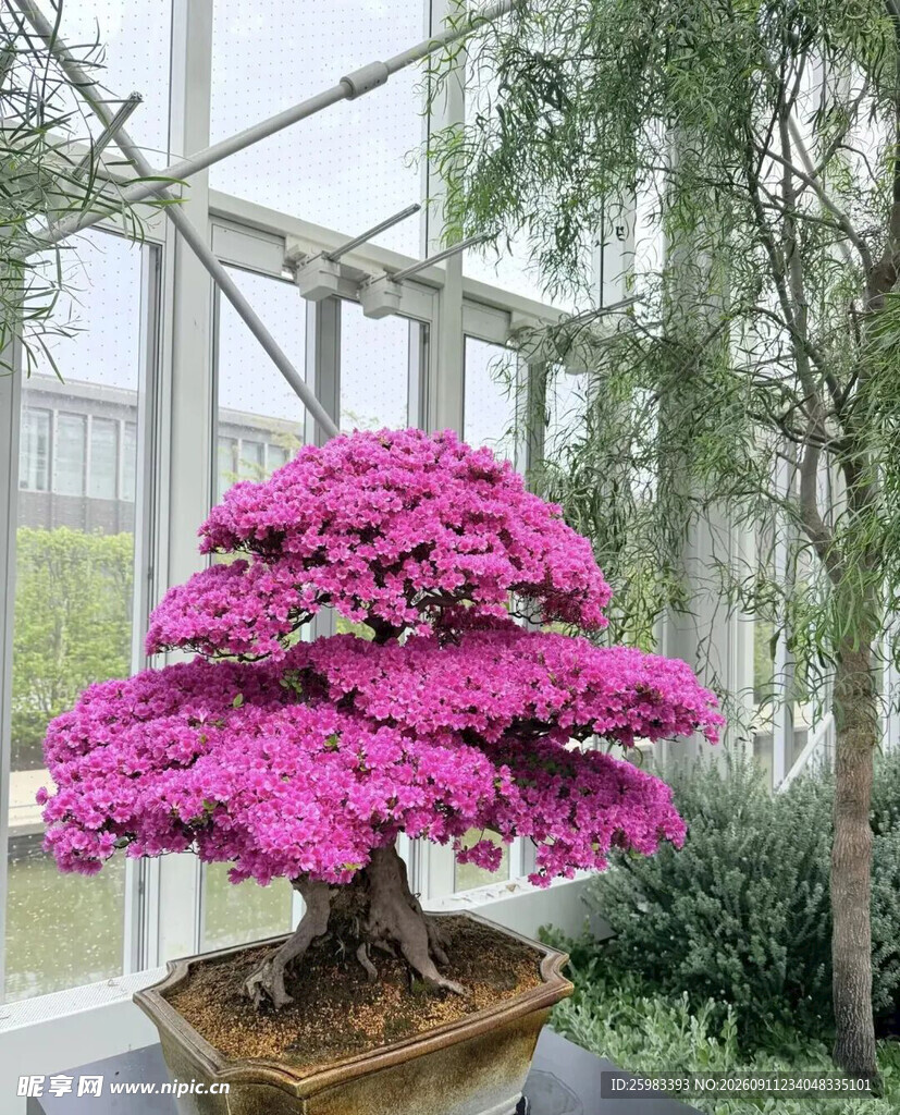 盆景