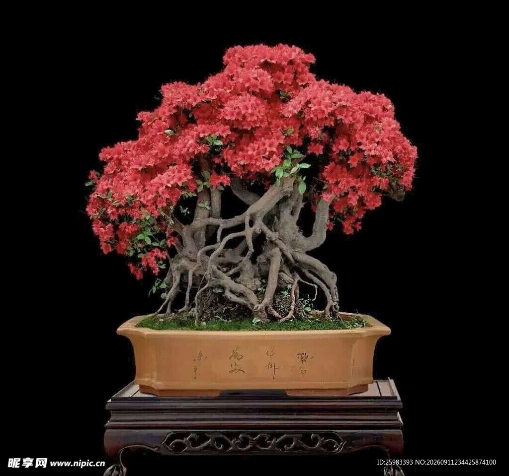 盆景