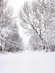 冬日雪景中的静谧树林