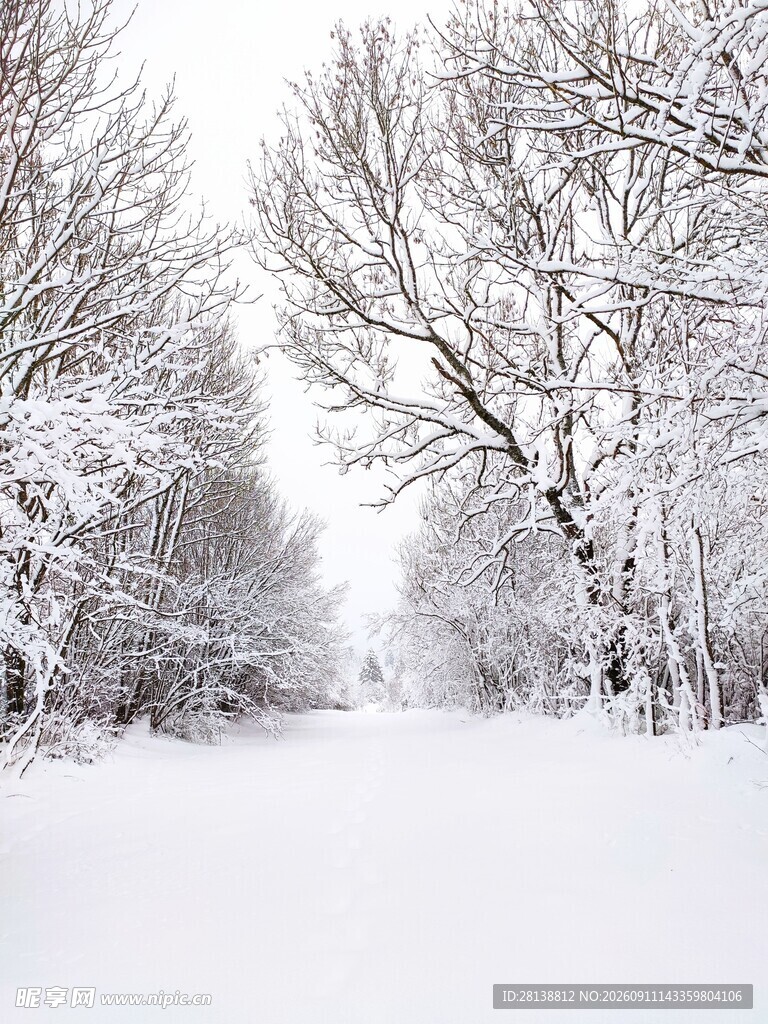 冬日雪景中的静谧树林