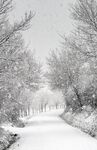 雪覆林间路