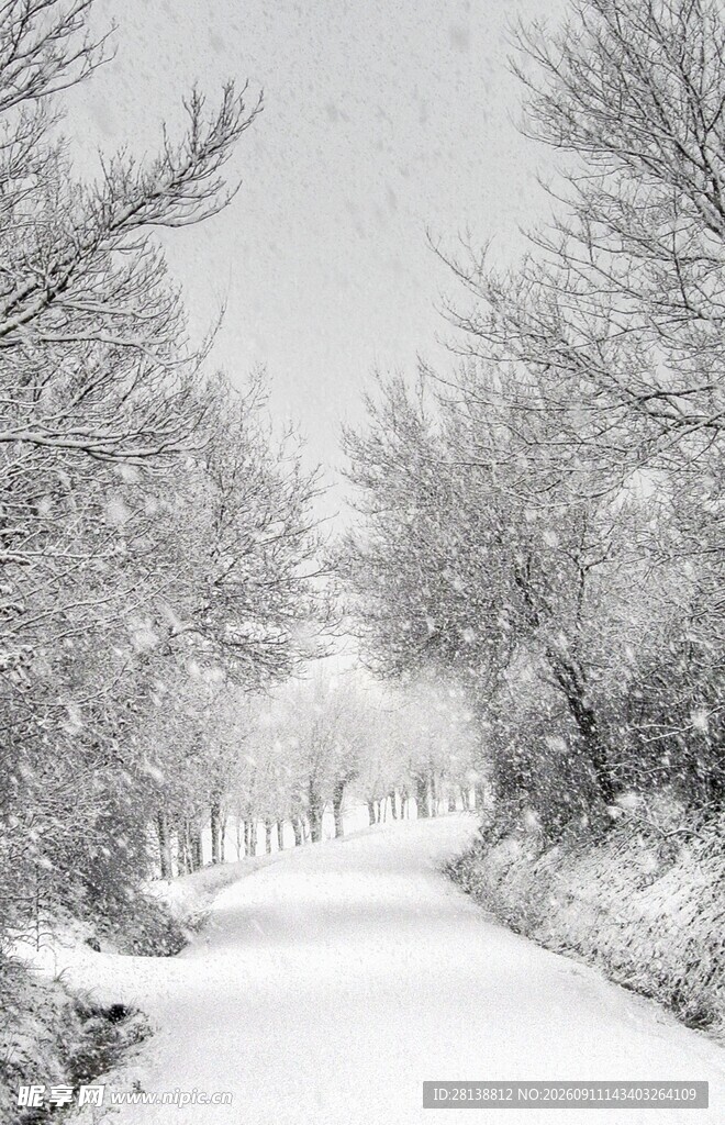 雪覆林间路