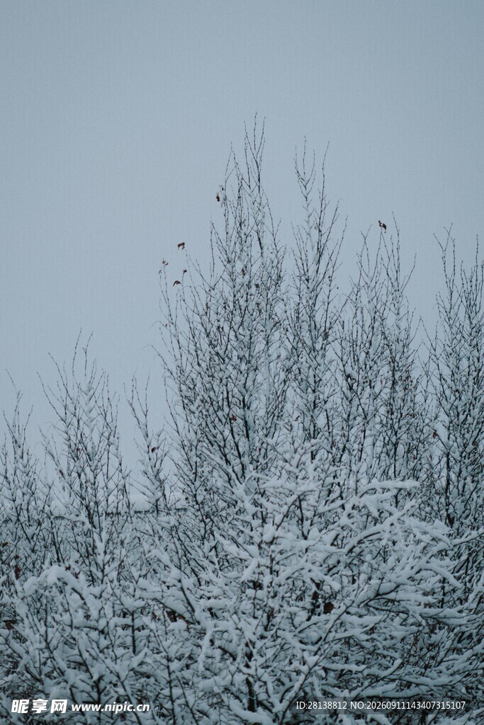雪覆枝头的冬日景致