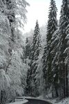雪覆森林中的蜿蜒道路