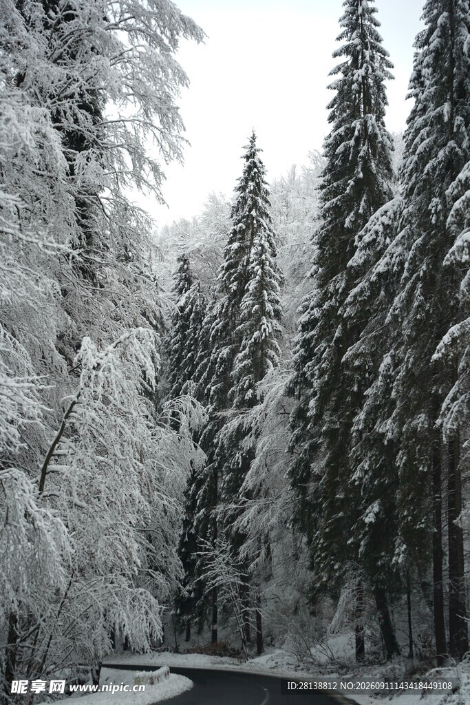 雪覆森林中的蜿蜒道路