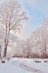 冬日雪林静谧优美景致