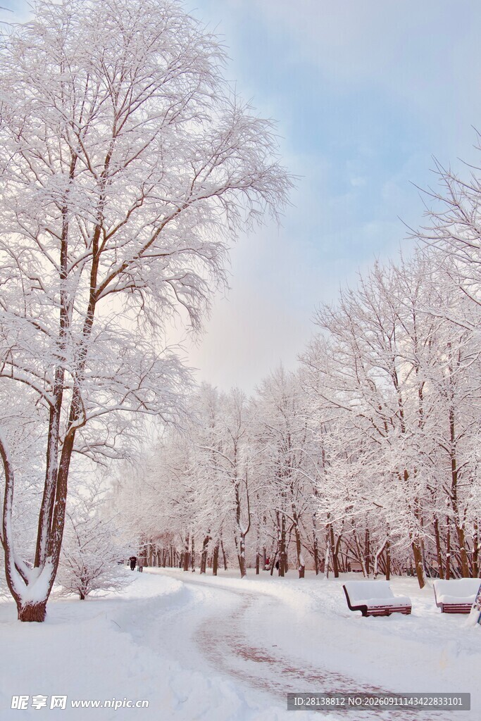冬日雪林静谧优美景致