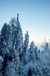 冬日雪覆森林美景