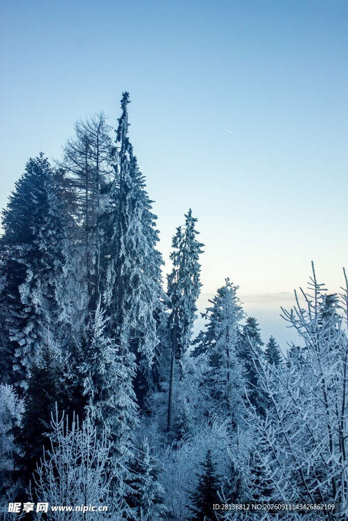 冬日雪覆森林美景