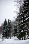 冬日雪景中的静谧松树林