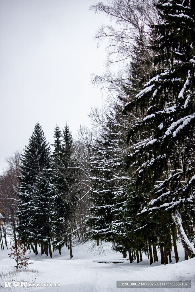 冬日雪景中的静谧松树林