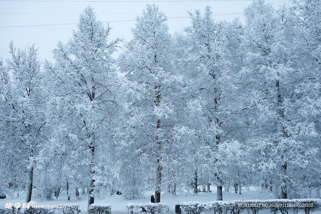 冬日雪覆树林美景
