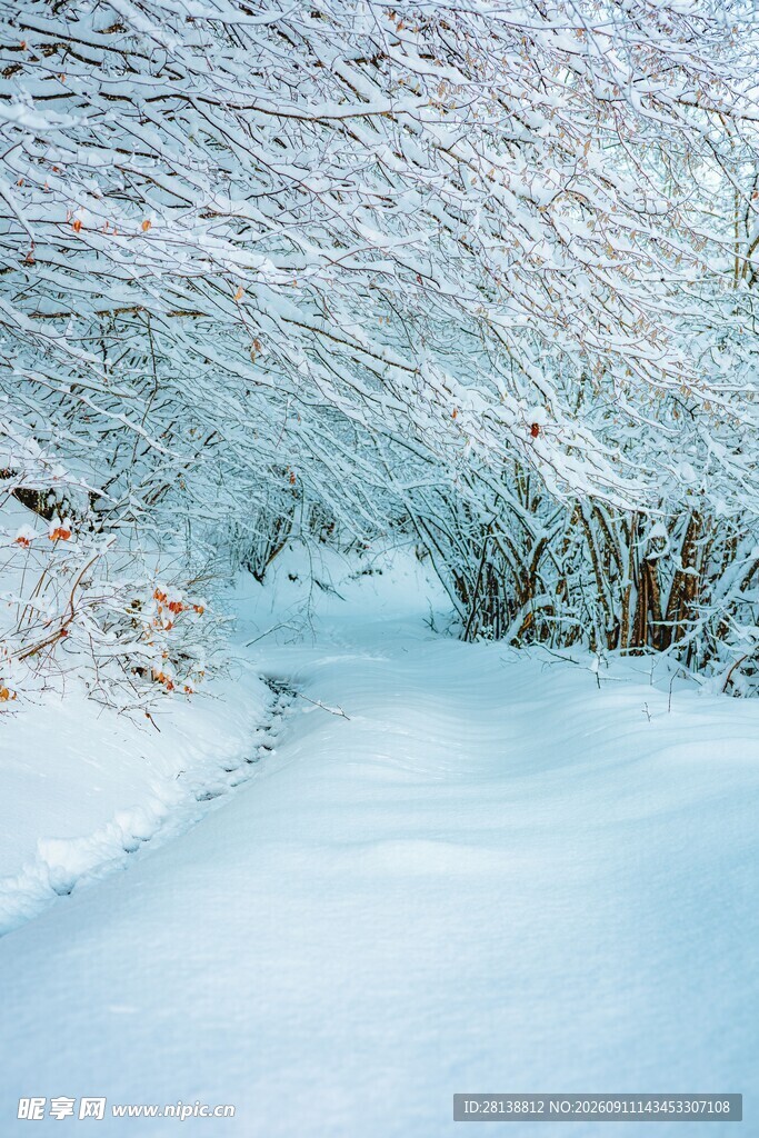 冬日雪覆小径美景