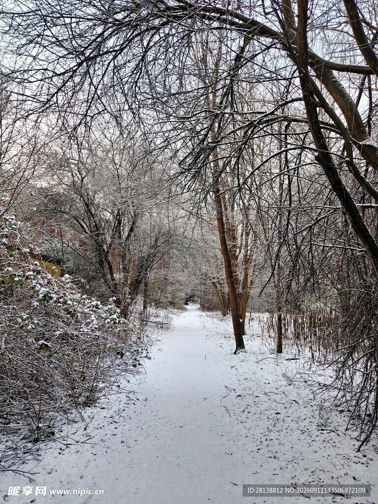 冬日雪覆林间小道