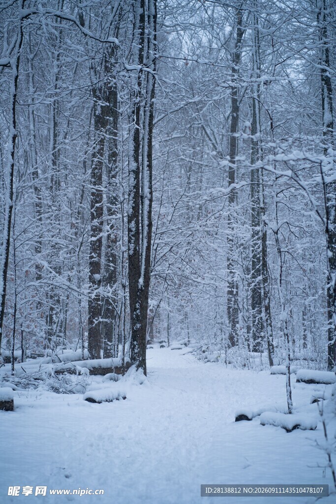 雪覆森林的静谧冬日景象